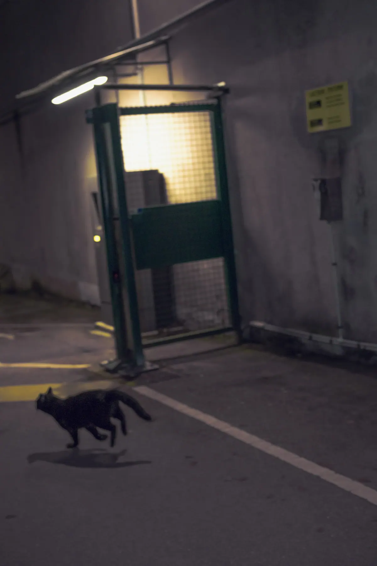 Un chat en mouvement sous une lumière de parking, photographie de Michel.